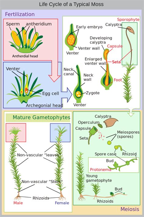 青苔形成|藓類植物門